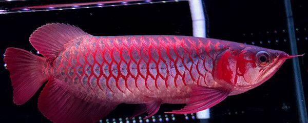 紅龍魚褪色了怎么回事（紅龍魚為什么會褪色？）