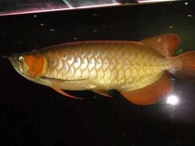 紅龍魚褪色了怎么回事（紅龍魚為什么會褪色？）