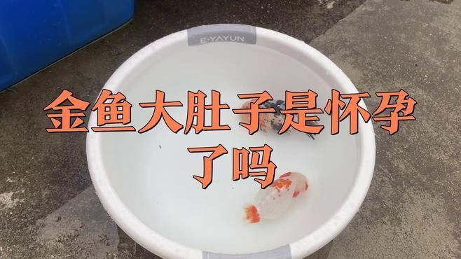 如何判斷金魚是否懷卵成功？