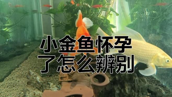 如何判斷金魚是否懷卵成功？