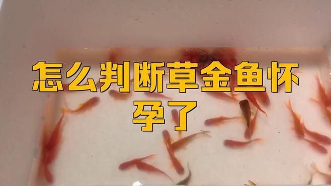 如何判斷金魚是否懷卵成功？