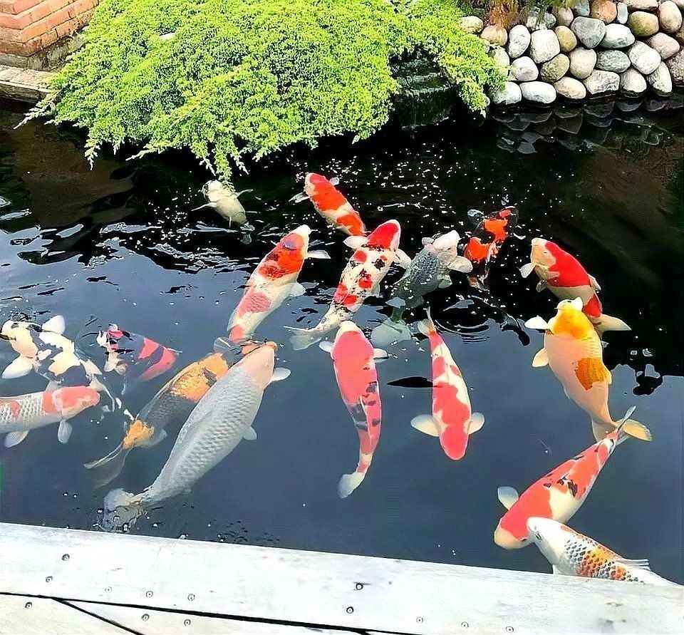 錦鯉掉色了變白了怎么辦