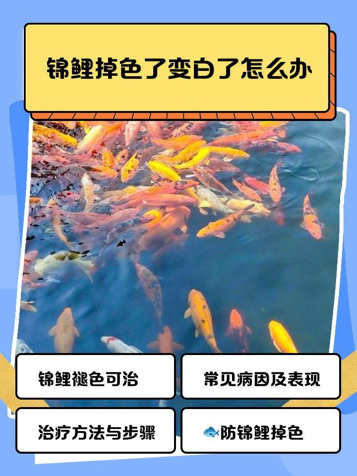 錦鯉掉色了變白了怎么辦