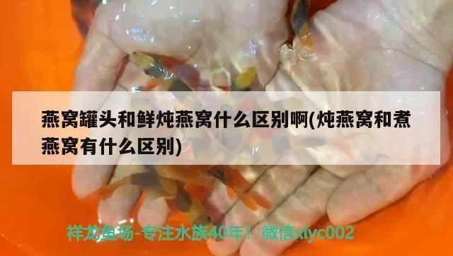 龍魚加維他命越來越吃得多，如何判斷龍魚是否缺維生素