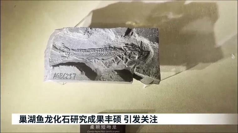 巢湖龍魚化石圖片高清大圖