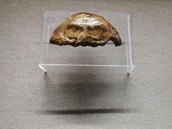 巢湖龍魚化石圖片高清大圖