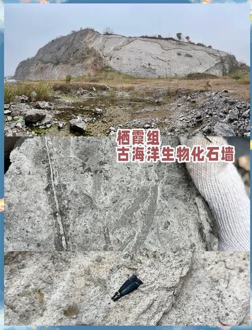 巢湖龍魚化石圖片高清大圖