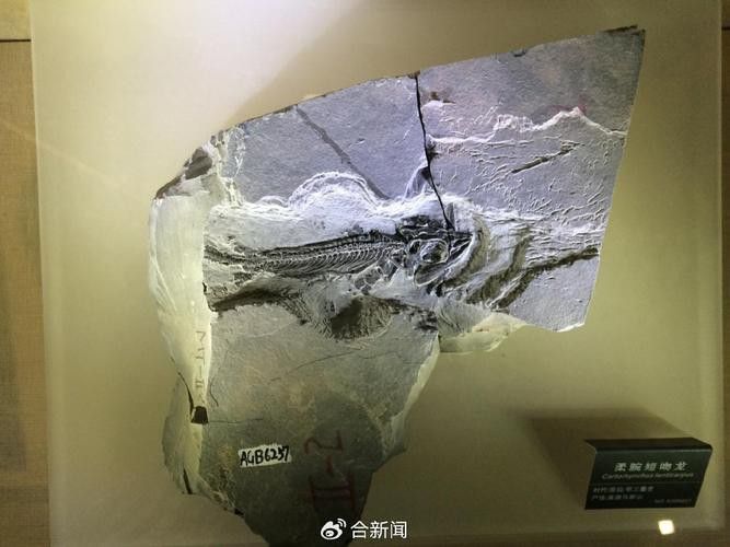 巢湖龍魚化石圖片高清大圖