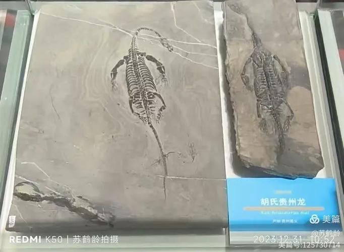 巢湖龍魚化石圖片高清大圖