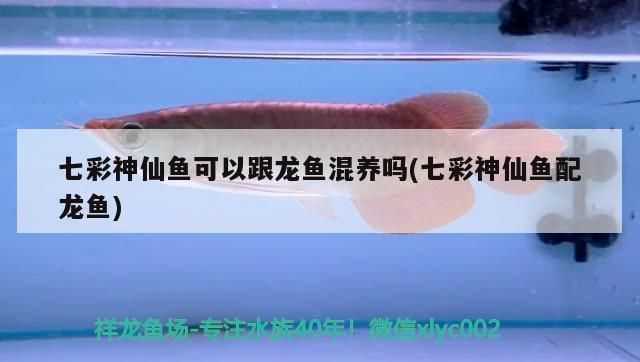 龍魚與七彩神仙魚混養好不好：龍魚與七彩神仙魚的混養
