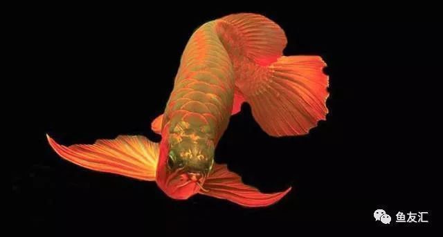 龍魚的霸氣說說：龍魚在自然界中的地位及其獨(dú)特的霸氣表現(xiàn)