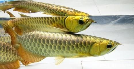 身上紋龍魚有什么講究？：在紋身前，身上紋龍魚有什么講究