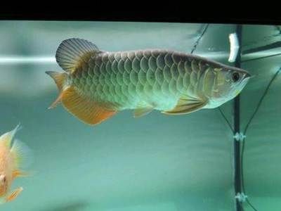 身上紋龍魚有什么講究？：在紋身前，身上紋龍魚有什么講究