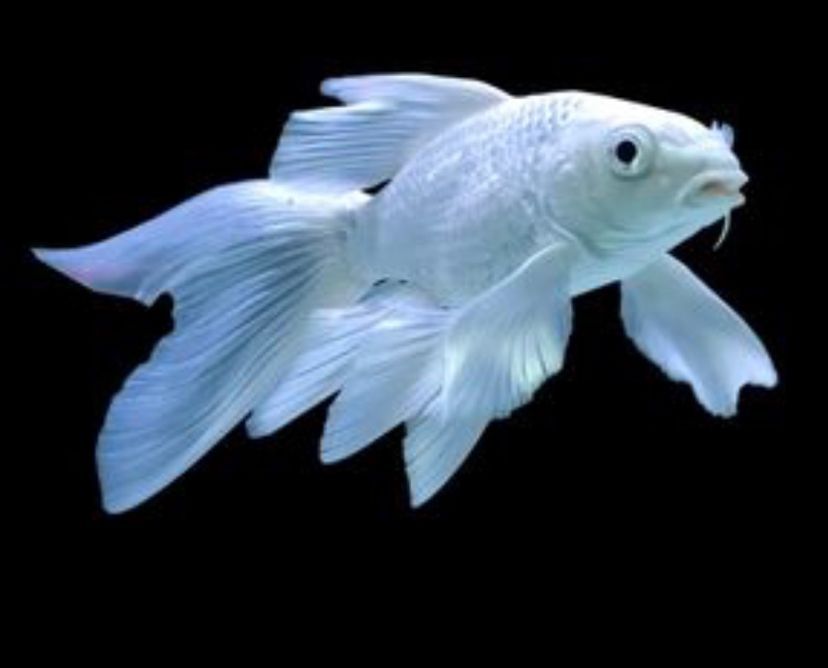 蝴蝶錦鯉和龍魚混養：蝴蝶錦鯉和龍魚可以混養嗎