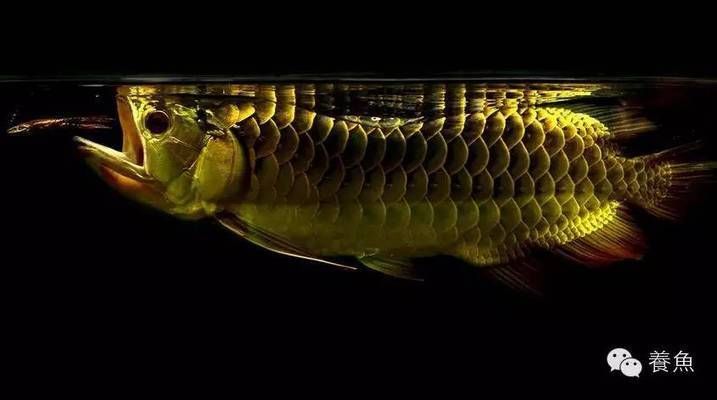 龍魚身上有白色絮狀物可以放海鹽不：如何正確給龍魚換水，龍魚治療水霉病的藥浴方法