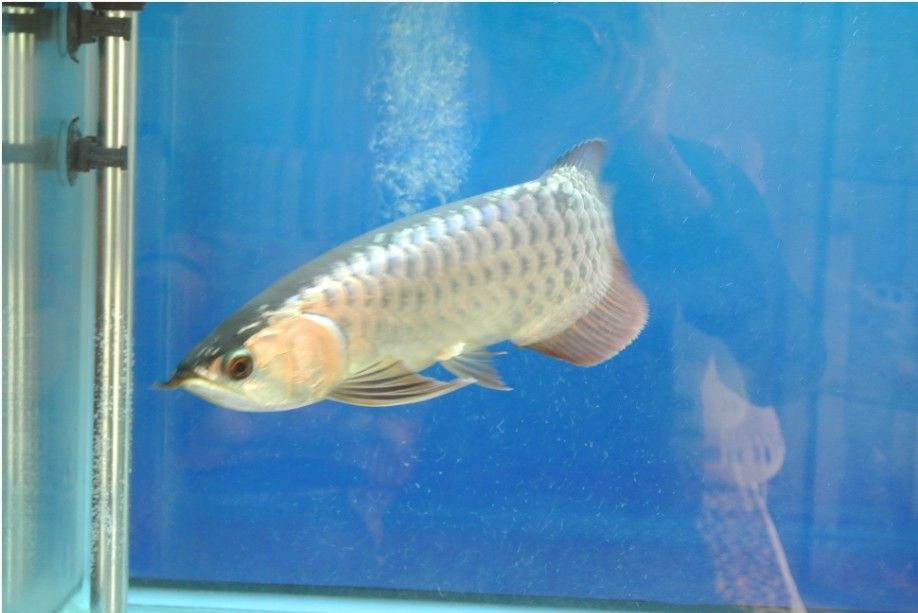 過背金龍魚怎么看品相圖解（過背金龍魚怎么看）