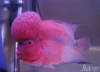 哪種羅漢魚價(jià)格貴