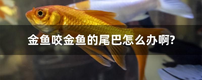 金魚咬金魚的尾巴怎么辦啊？