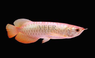 練手龍魚會上色嗎為什么：練手龍魚會上色嗎