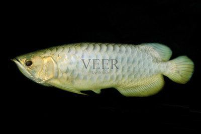 練手龍魚會上色嗎為什么：練手龍魚會上色嗎