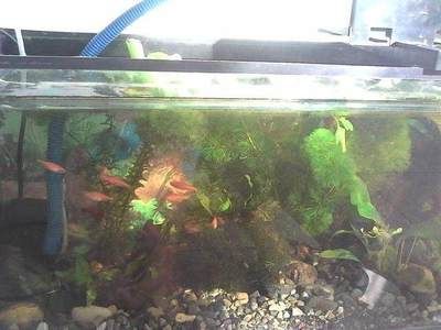 賽級紅龍魚（紅龍魚最佳飼養(yǎng)環(huán)境設(shè)置,如何鑒別紅龍魚健康狀況）