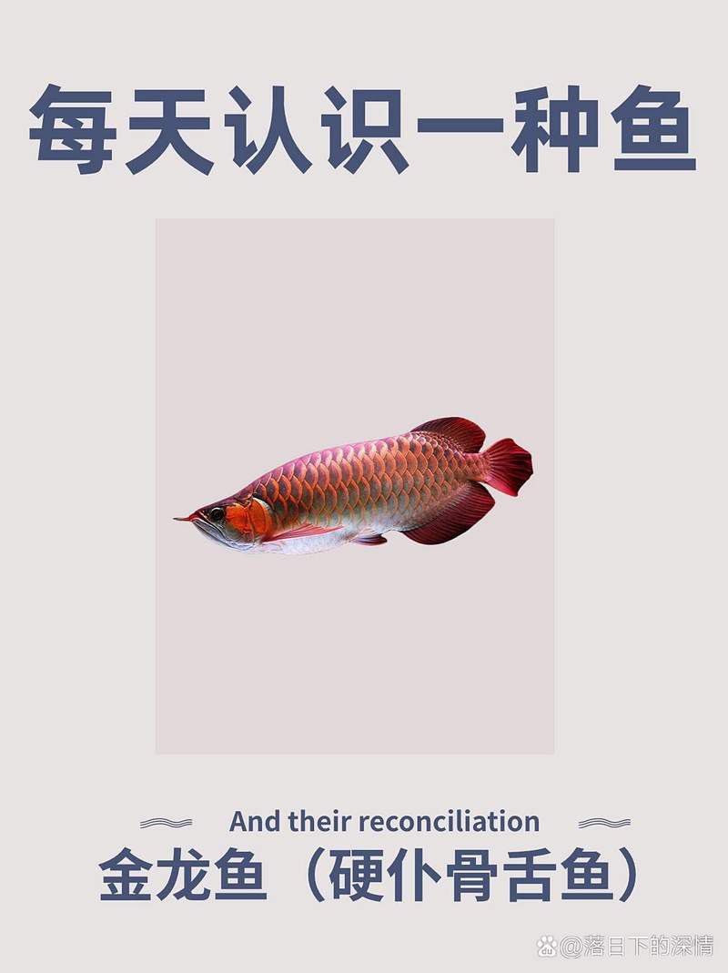 過背金龍魚壽命多久