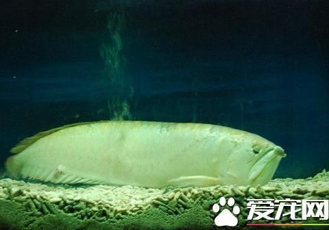 龍魚缸水質(zhì)標(biāo)準(zhǔn)表：龍魚缸水質(zhì)檢測頻率 龍魚缸水質(zhì)標(biāo)準(zhǔn)表：龍魚缸水質(zhì)檢測頻率 龍魚百科 第5張