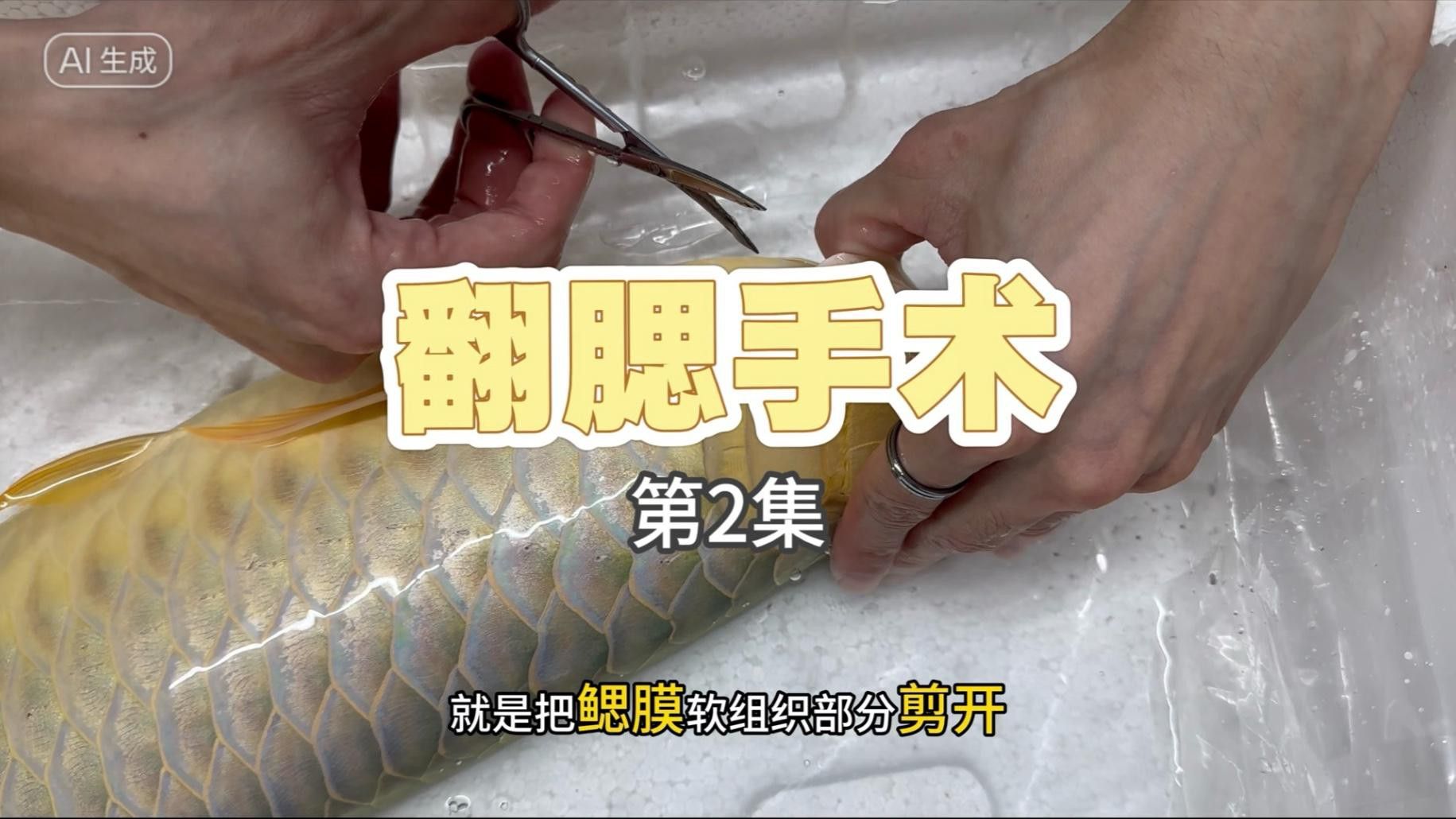 龍魚翻鰓手術后如何護理？