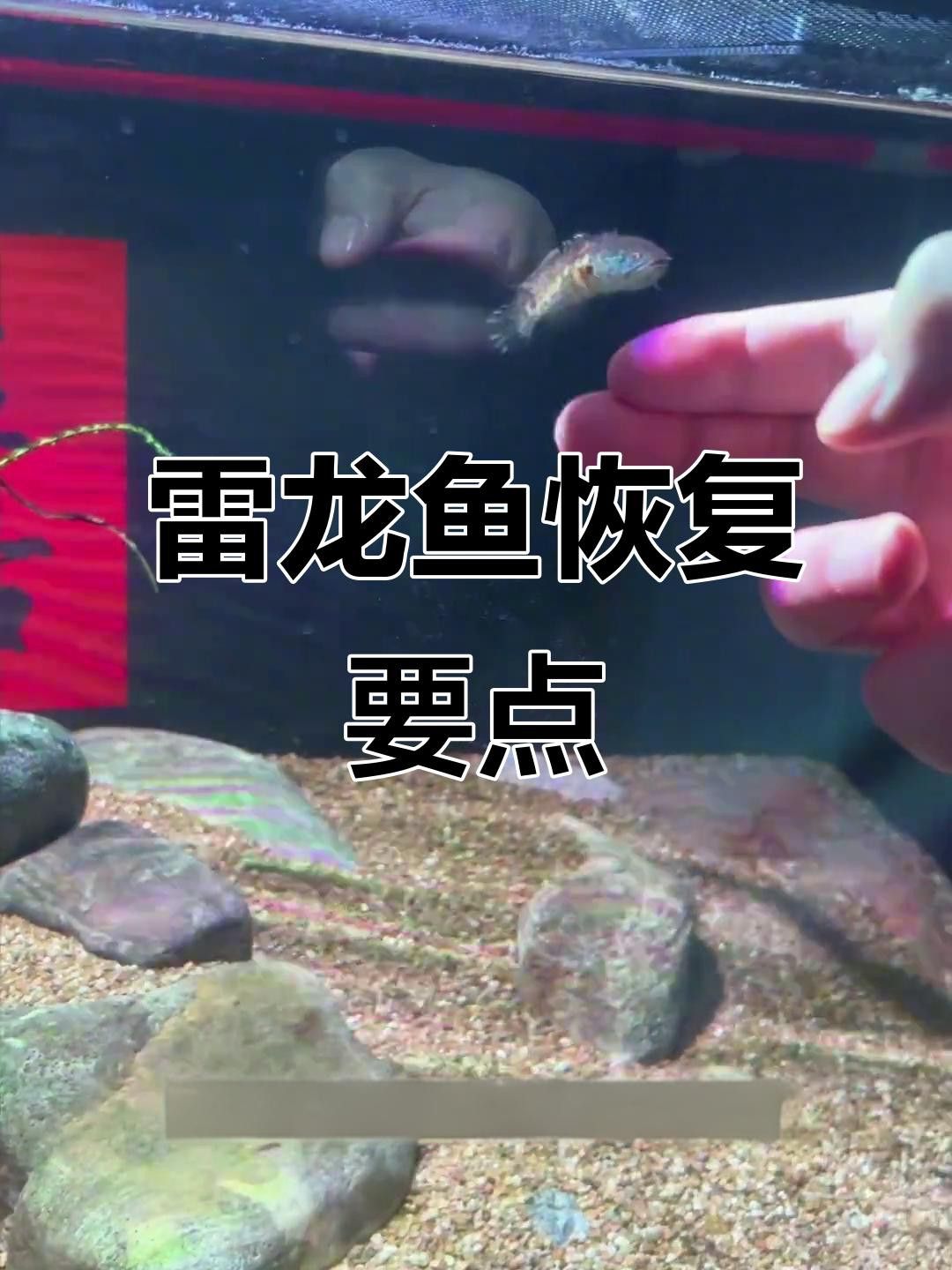 龍魚翻鰓手術后如何護理？