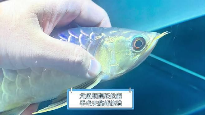 龍魚翻鰓手術后如何護理？