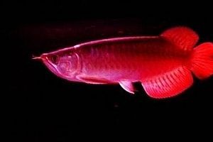 辣椒紅龍魚市場(chǎng)價(jià)格：辣椒紅龍魚市場(chǎng)價(jià)格受多種因素影響 辣椒紅龍魚市場(chǎng)價(jià)格：辣椒紅龍魚市場(chǎng)價(jià)格受多種因素影響 龍魚百科 第3張