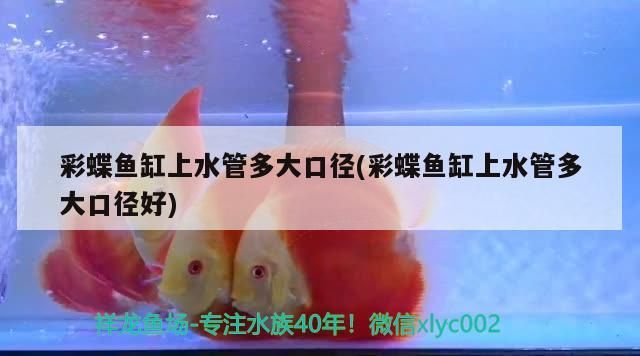 紅龍魚混養視頻高清大圖：紅龍魚怎么混養才漂亮
