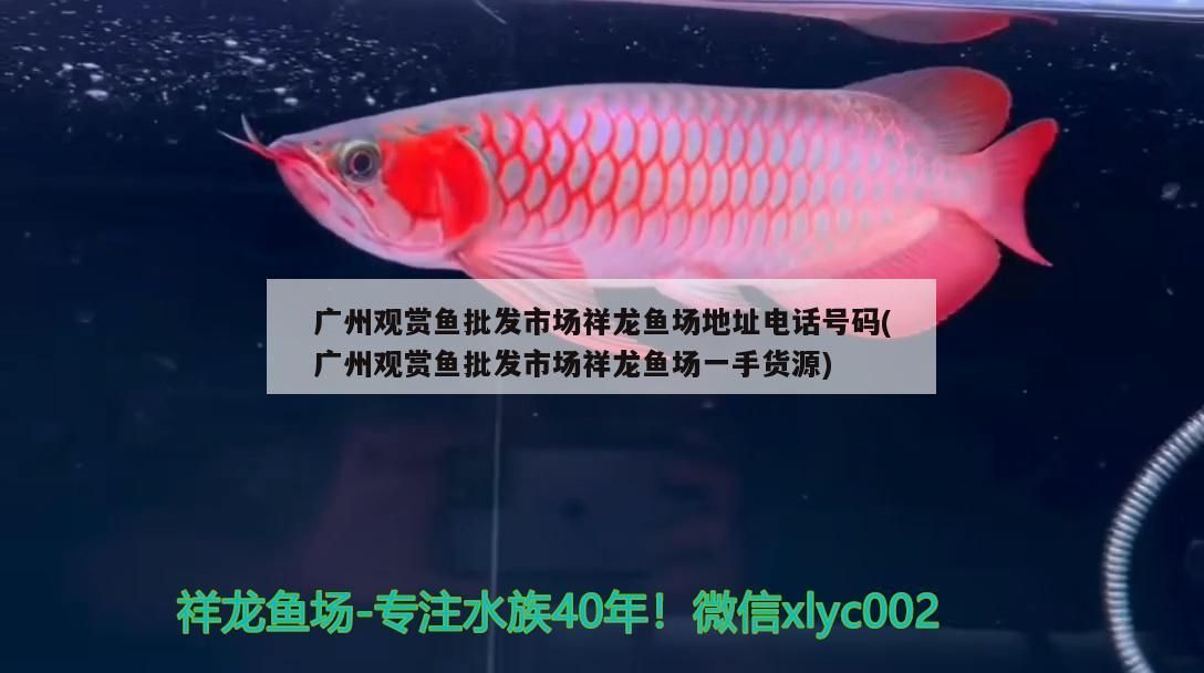 紅龍魚混養視頻高清大圖：紅龍魚怎么混養才漂亮