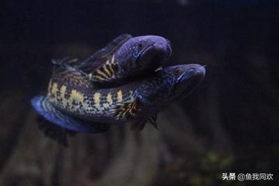 雷龍魚常見疾病:雷龍魚常見疾病處理方法 龍魚百科 第2張 雷龍魚常見疾病:雷龍魚常見疾病處理方法 雷龍魚常見疾病:雷龍魚常見疾病處理方法 龍魚百科 第2張