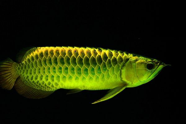 龍魚一天喂食幾次:如何判斷龍魚的喂食頻率 龍魚百科 第3張 龍魚一天喂食幾次:如何判斷龍魚的喂食頻率 龍魚一天喂食幾次:如何判斷龍魚的喂食頻率 龍魚百科 第3張