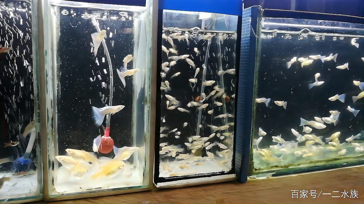 孔雀魚一只多少元 孔雀魚一只多少元 龍魚百科 第1張