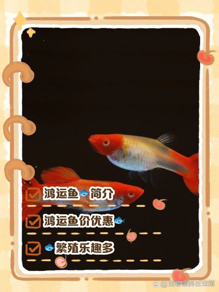 孔雀魚一只多少元 孔雀魚一只多少元 龍魚百科 第3張
