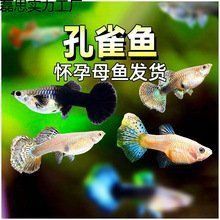 孔雀魚一只多少元 孔雀魚一只多少元 龍魚百科 第5張