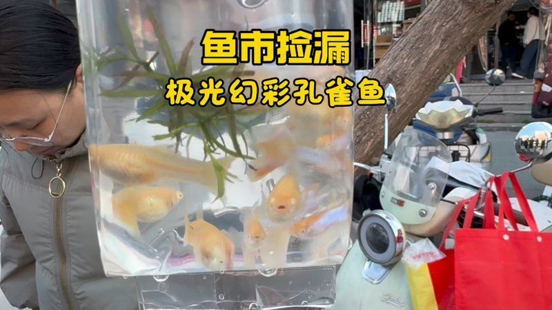 孔雀魚一只多少元 孔雀魚一只多少元 龍魚百科 第4張
