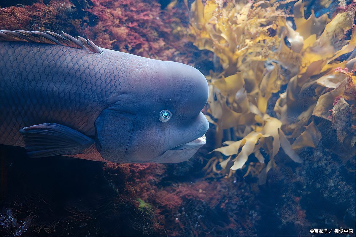 孔雀魚一只多少元 孔雀魚一只多少元 龍魚百科 第6張
