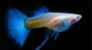 孔雀魚一只多少元 孔雀魚一只多少元 龍魚百科 第2張
