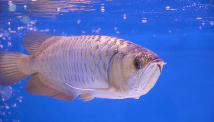 龍魚脫肛能自愈嗎（龍魚脫肛一般情況下不能自愈需要通過適當的治療方法進行治療）