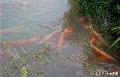 龍魚飼養(yǎng)綠水處理（如何處理龍魚飼養(yǎng)中的綠水問題） 龍魚飼養(yǎng)綠水處理（如何處理龍魚飼養(yǎng)中的綠水問題） 龍魚百科 第4張