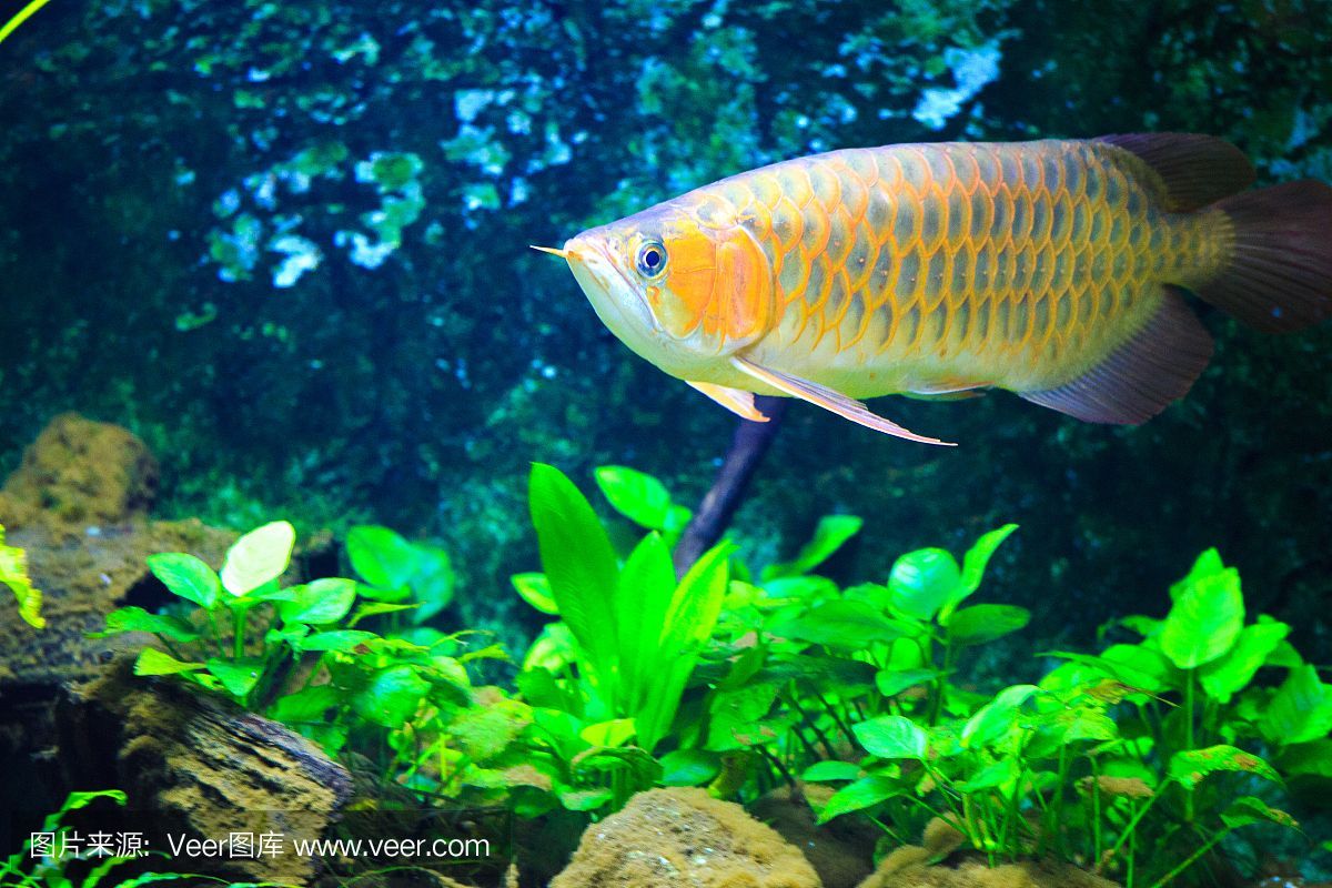 龍魚飼養(yǎng)綠水處理（如何處理龍魚飼養(yǎng)中的綠水問題） 龍魚飼養(yǎng)綠水處理（如何處理龍魚飼養(yǎng)中的綠水問題） 龍魚百科 第5張