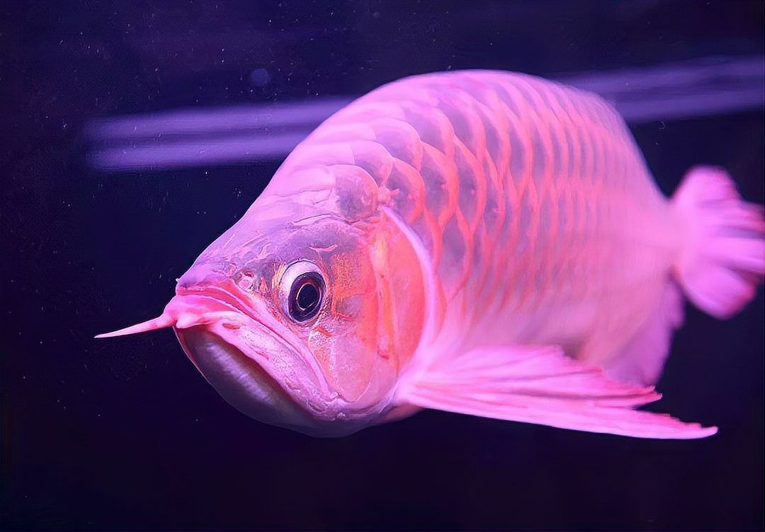 龍魚沉頭的解決方法 龍魚沉頭的解決方法 龍魚百科 第7張