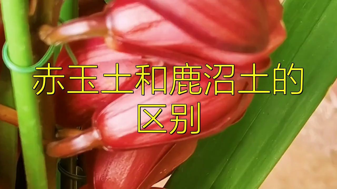 鹿沼土與赤玉土哪個(gè)好