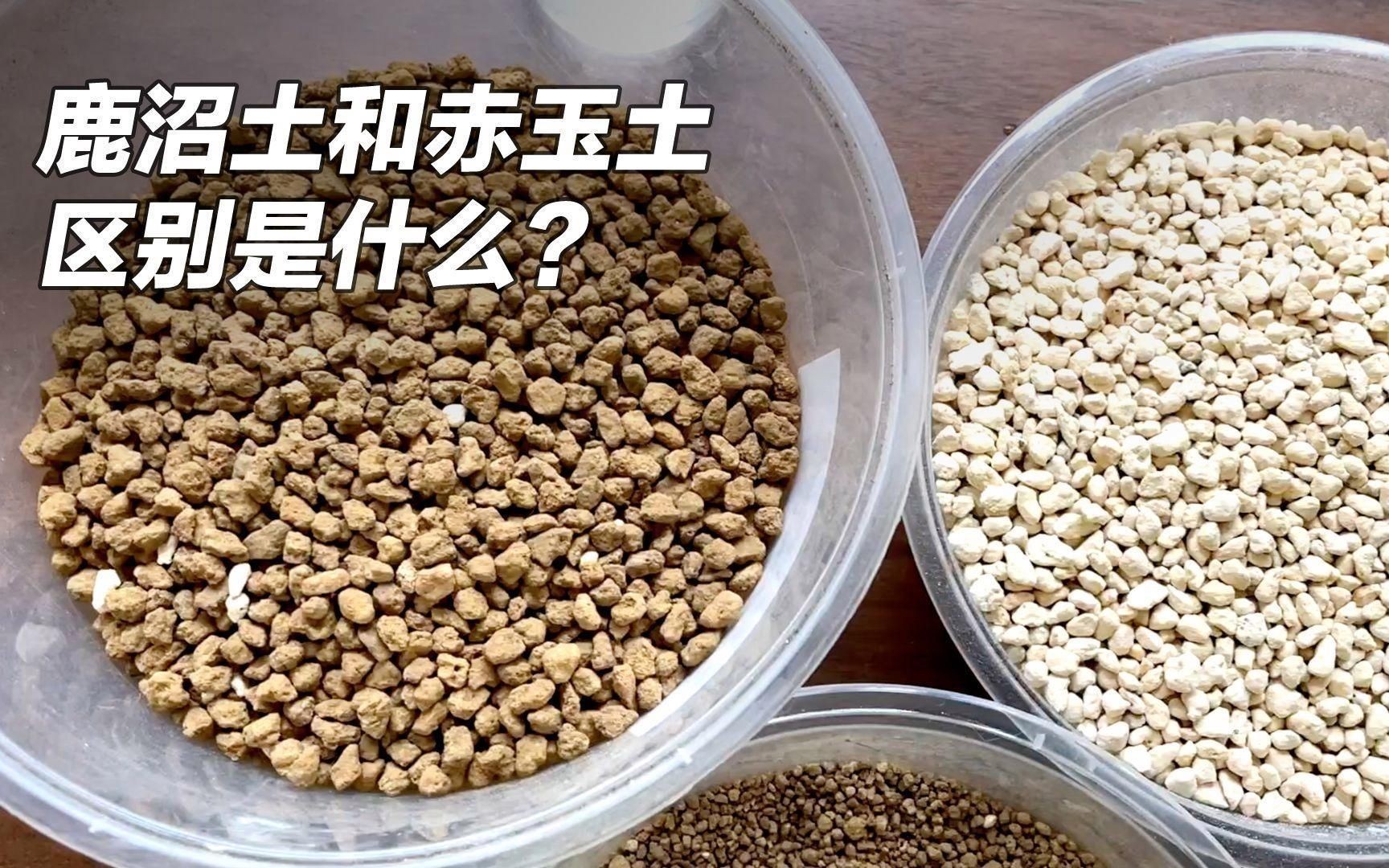 鹿沼土與赤玉土哪個(gè)好