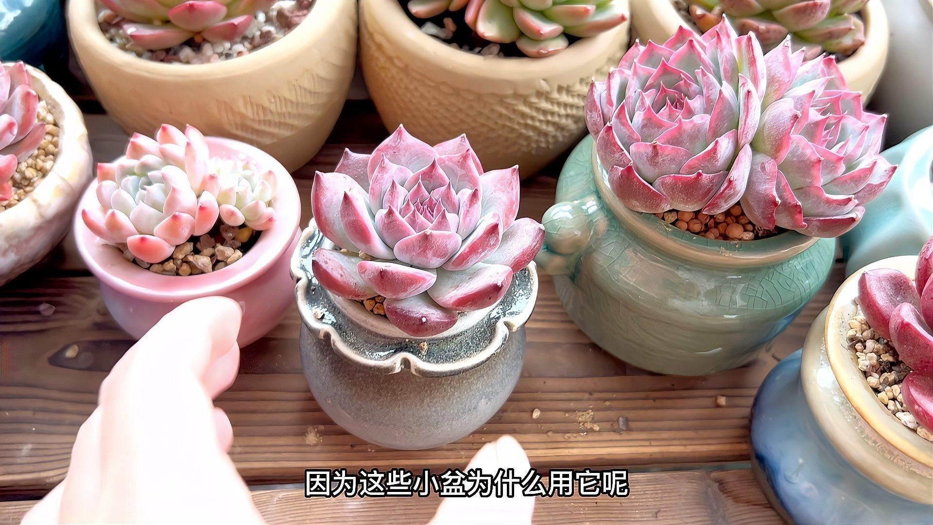 鹿沼土與赤玉土哪個好
