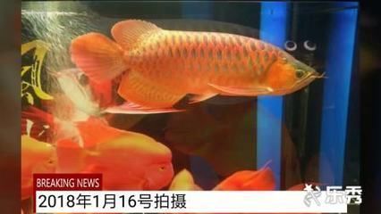 紅龍魚長的快不快怎么看品相：如何判斷紅龍魚的生長速度
