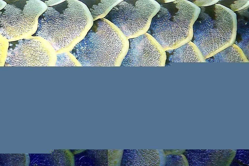 如何早期發現龍魚黑身松鱗綜合癥？